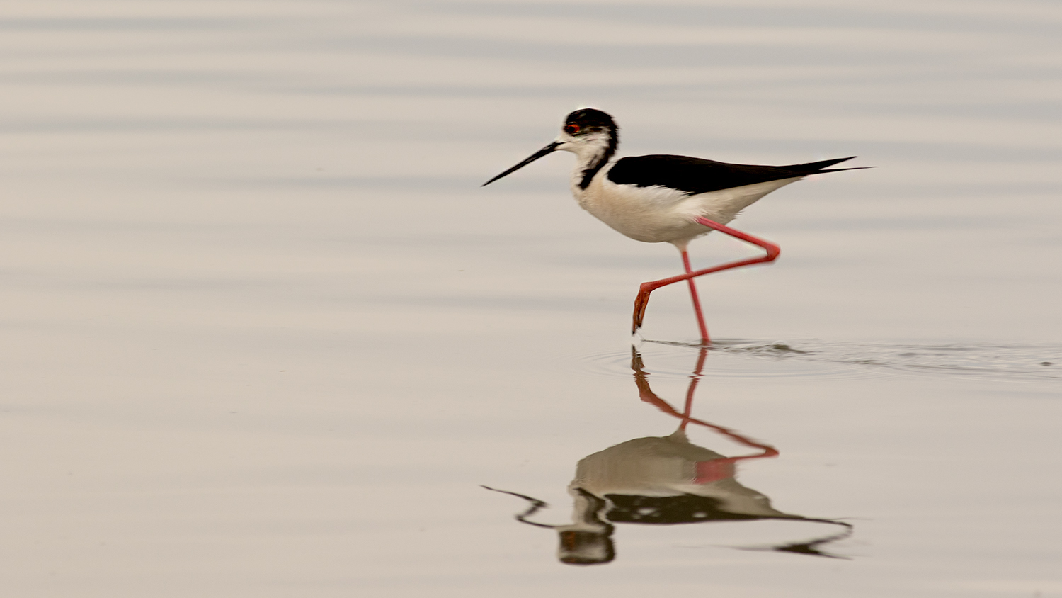 Black-winged Stilt — Ana fotoğraf